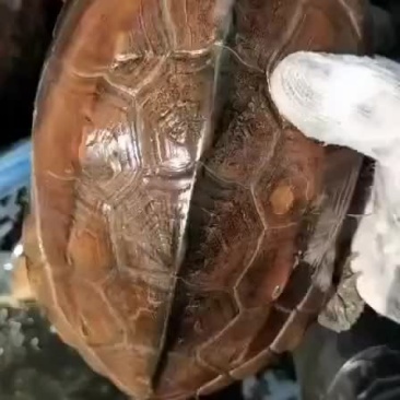 外塘冷水养殖中华草龟半斤到三斤规格，基地直发