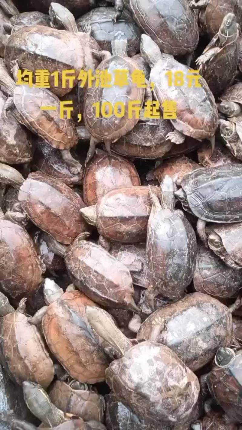 外塘冷水养殖中华草龟半斤到三斤规格，基地直发