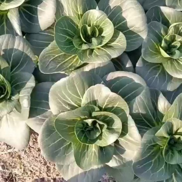 青菜