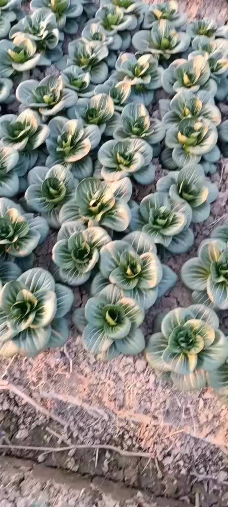 青菜