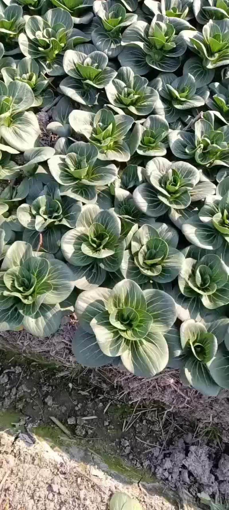 青菜