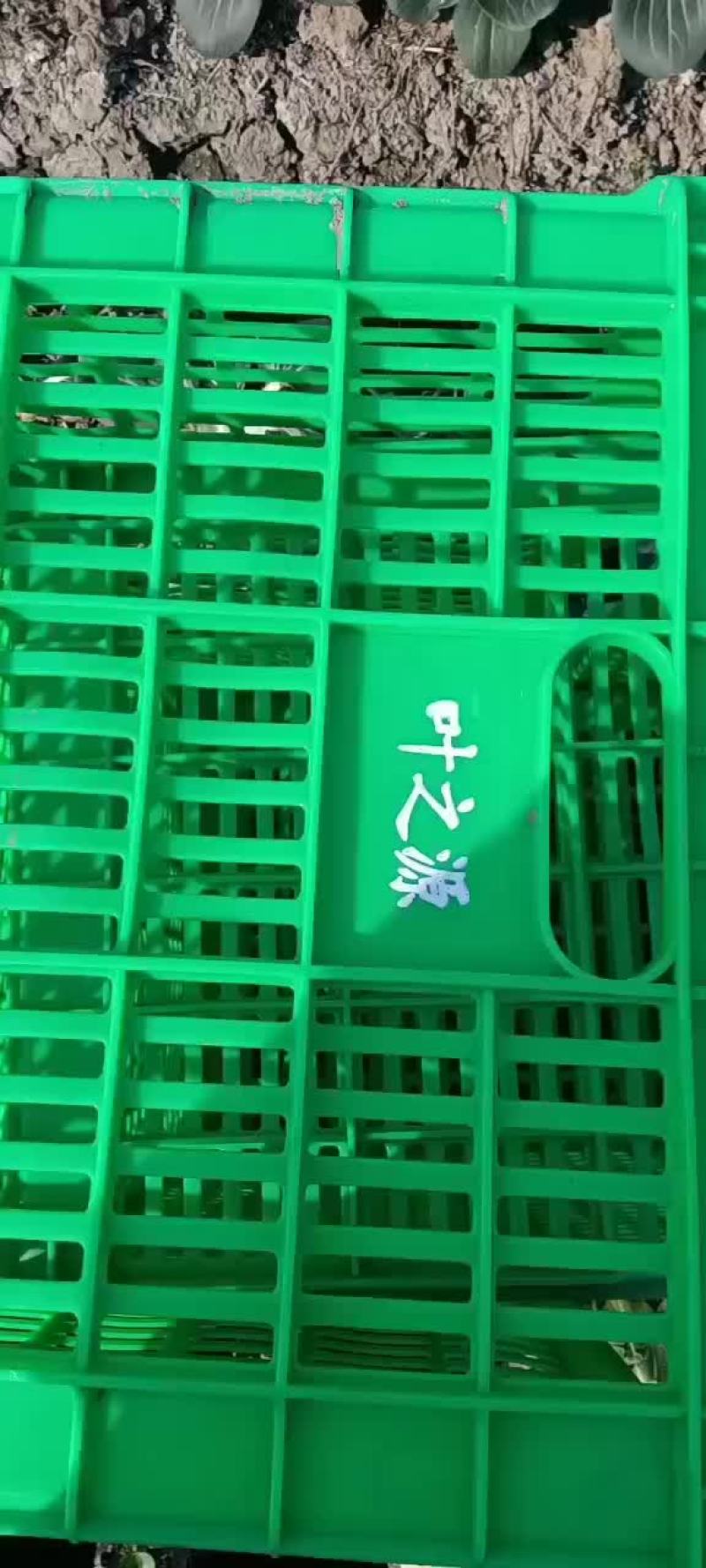 青菜