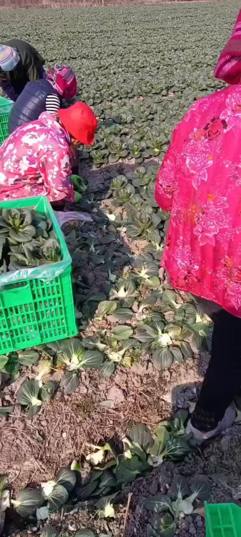 青菜