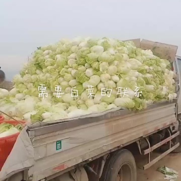 小白菜