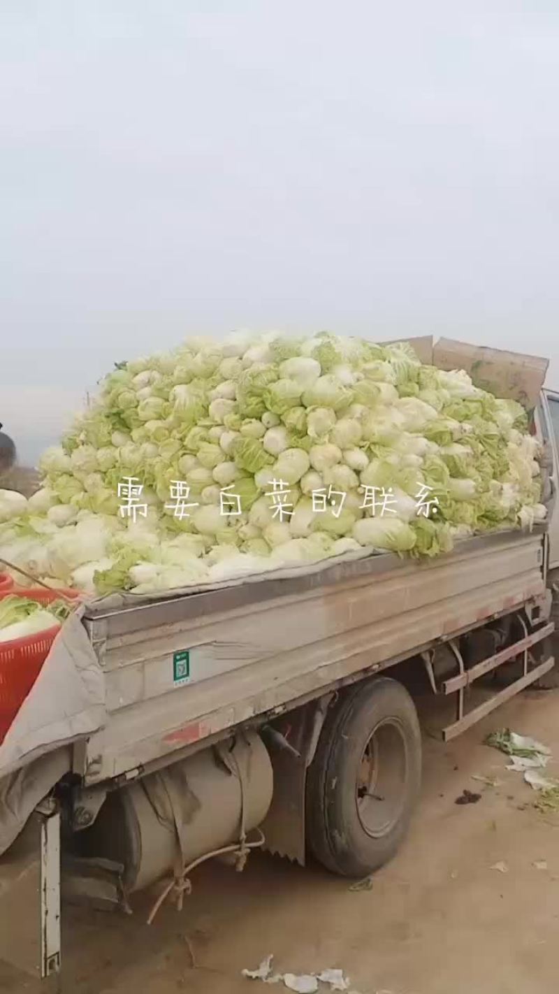 小白菜