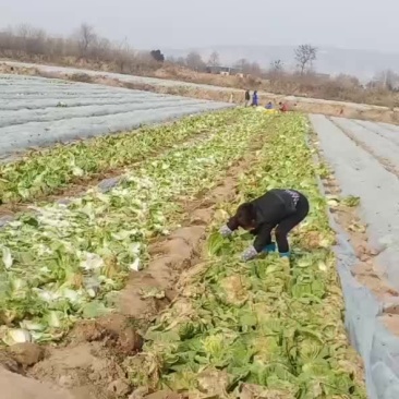 泾阳县白菜
