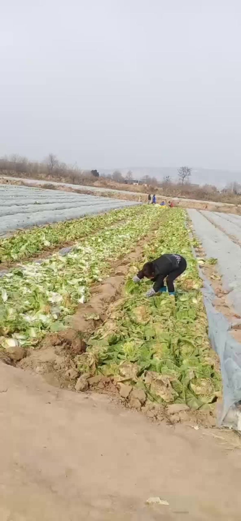 泾阳县白菜