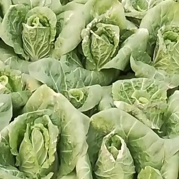 精品娃娃菜
