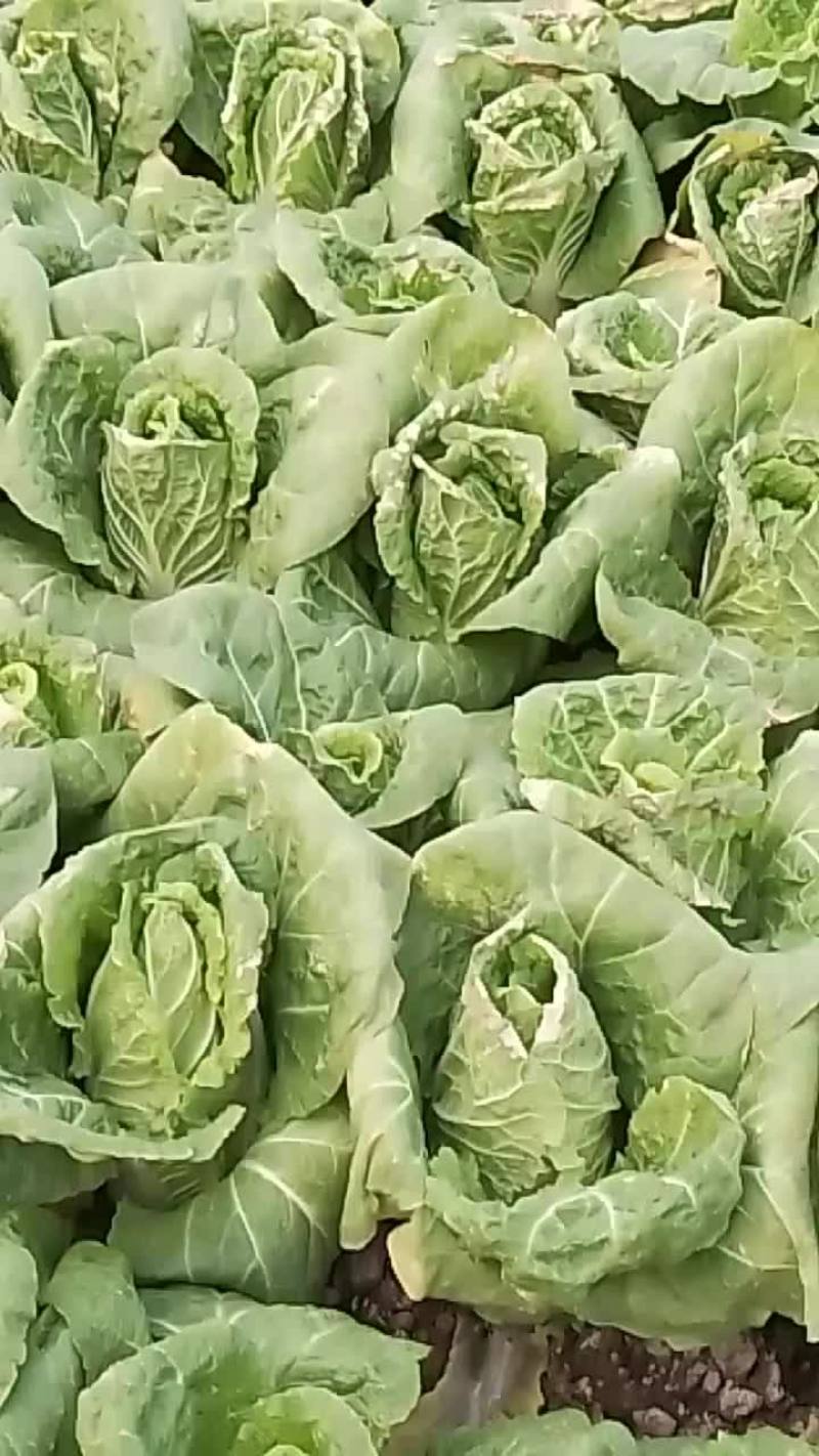 精品娃娃菜
