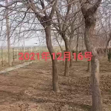 16-20公分的二级三级，垃圾五角枫元宝枫需要的联系13