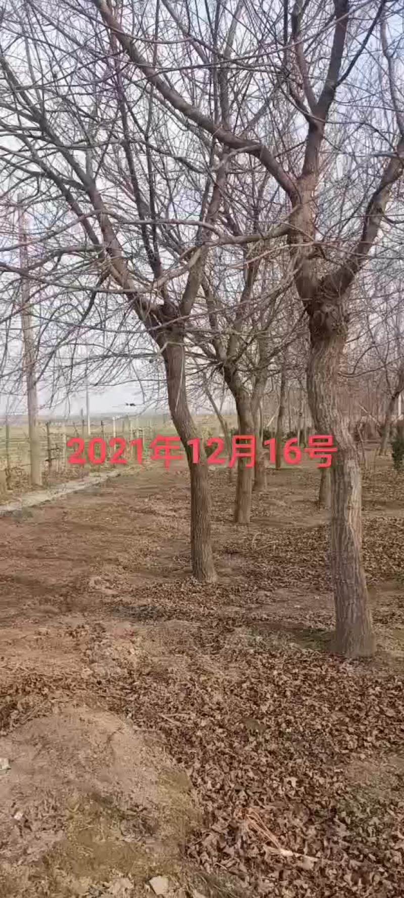 16-20公分的二级三级，垃圾五角枫元宝枫需要的联系13