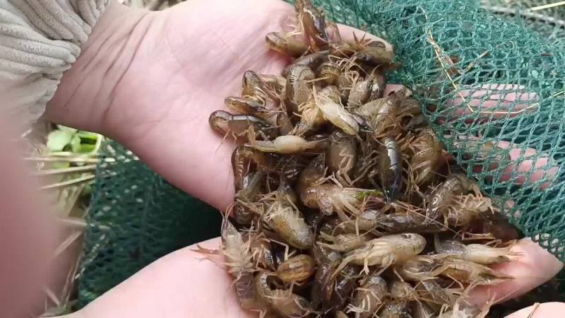 杂交2号小龙虾苗量大货优品质保障欢迎各位老板来电