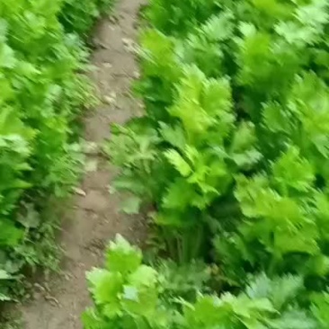 精品西芹大量上市大量有货