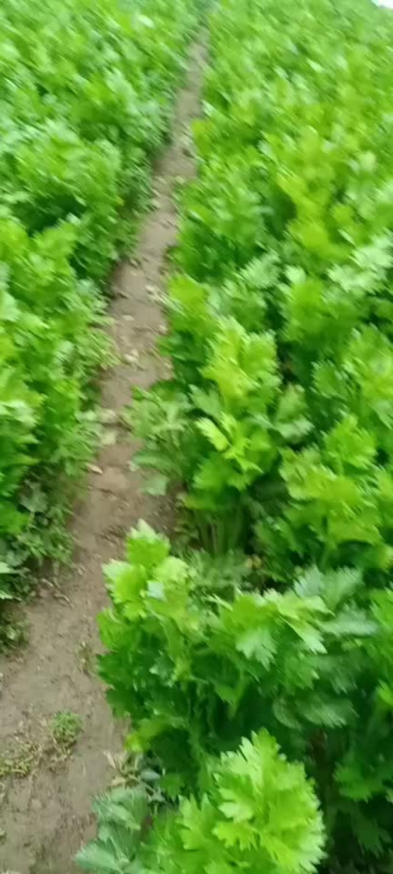 精品西芹大量上市大量有货
