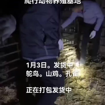 鸵鸟。孔雀。山鸡