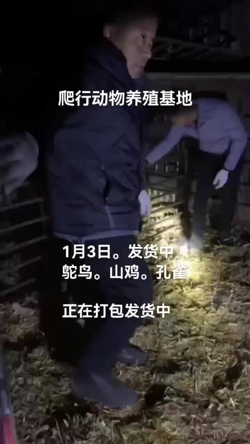 鸵鸟。孔雀。山鸡