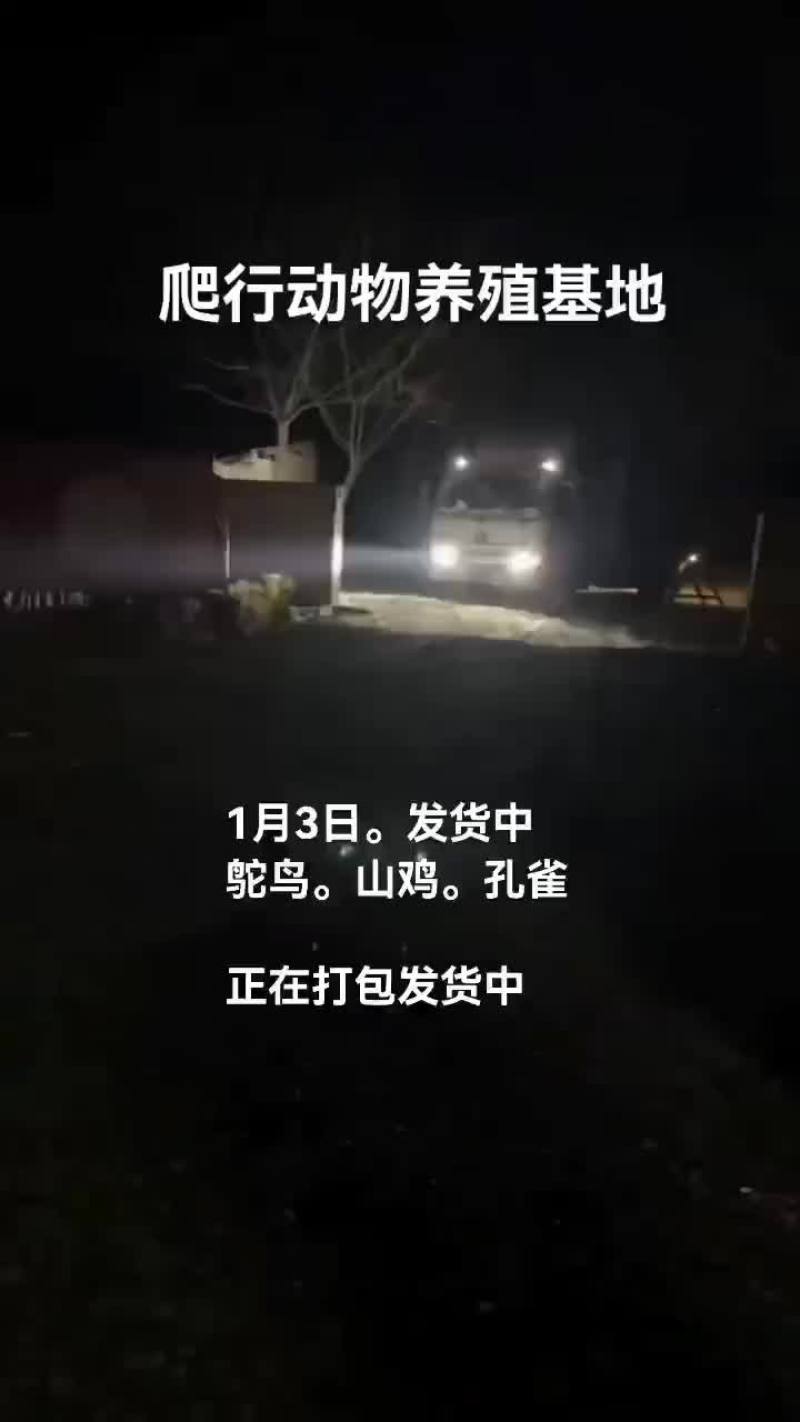 鸵鸟。孔雀。山鸡