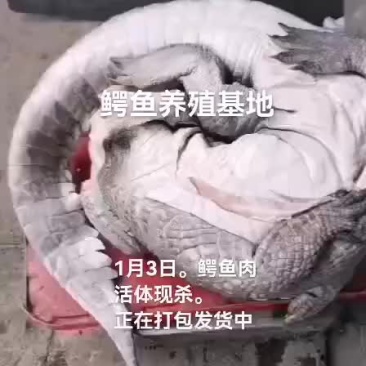 鳄鱼肉