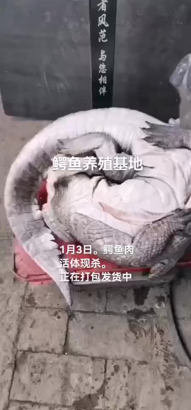 鳄鱼肉