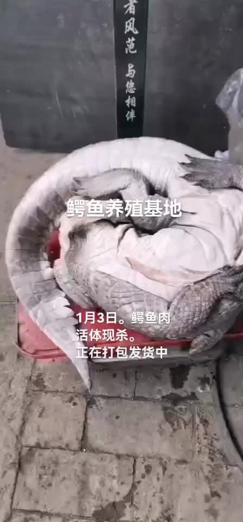 鳄鱼肉
