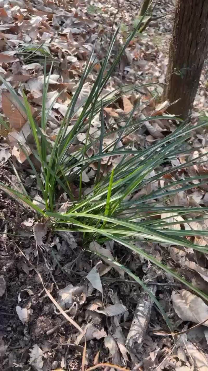 野生兰花