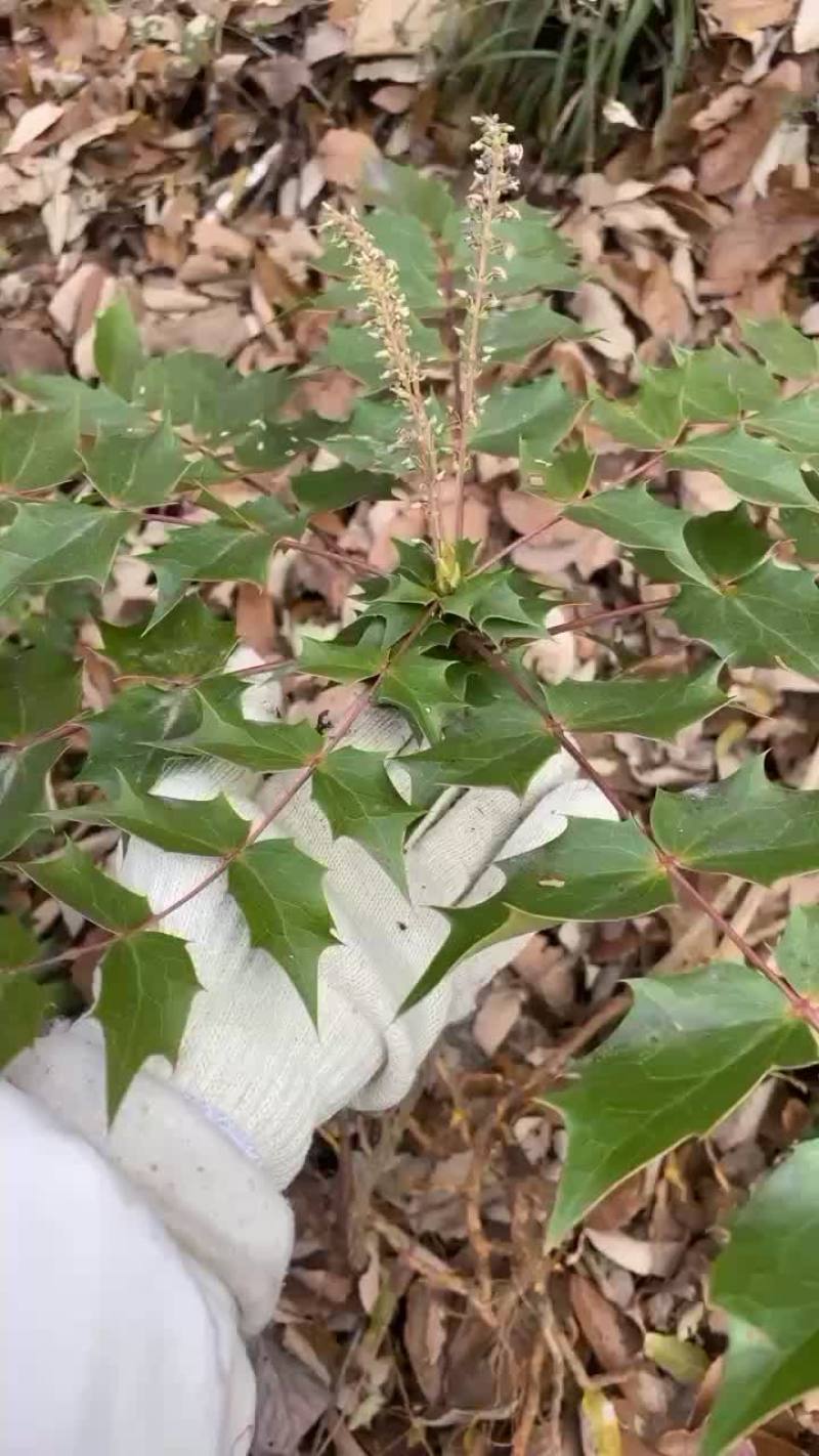 野生十大功劳苗