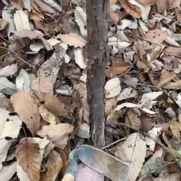 嫁接月季玫瑰用的山木香占木
