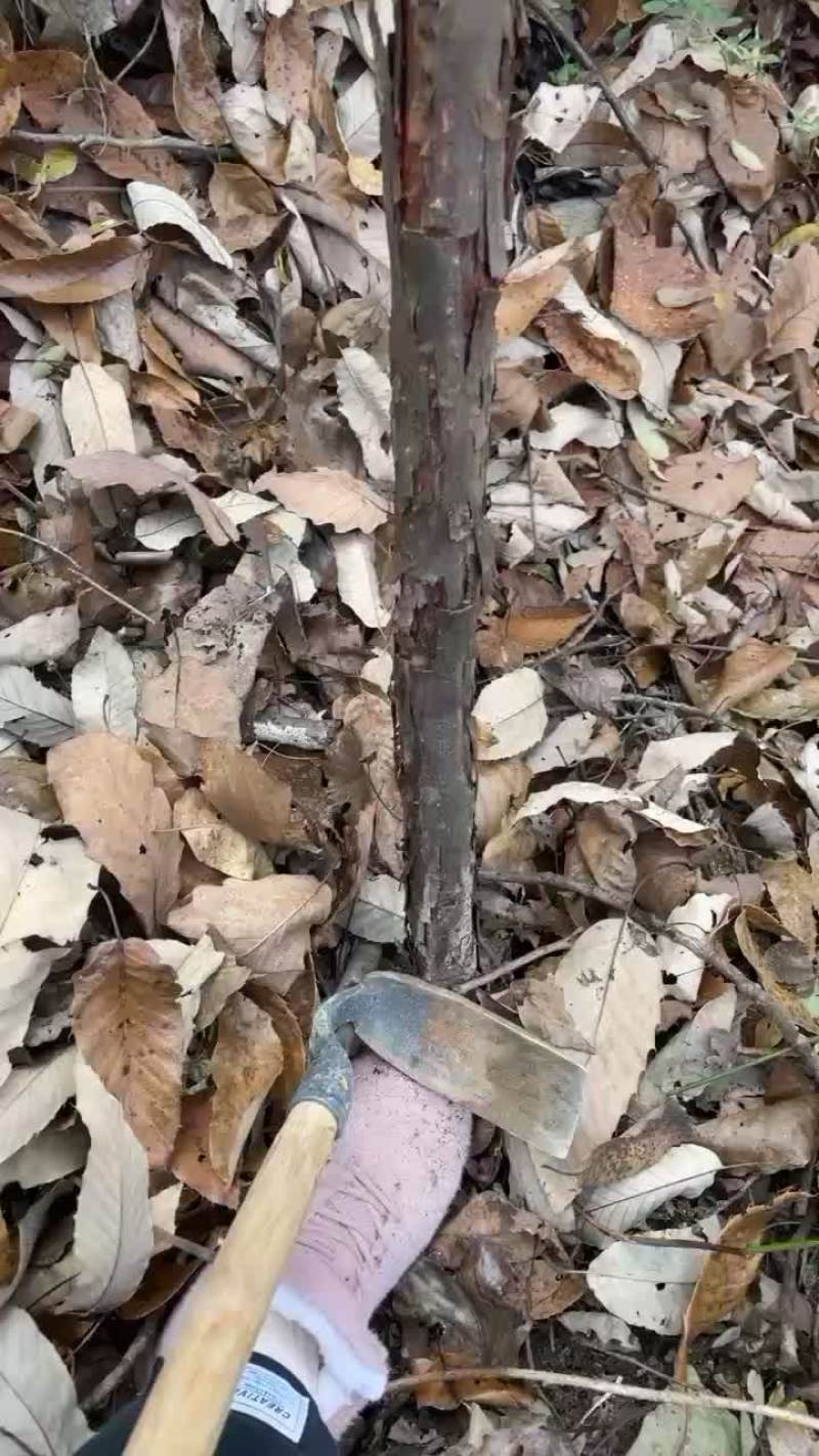 嫁接月季玫瑰用的山木香占木