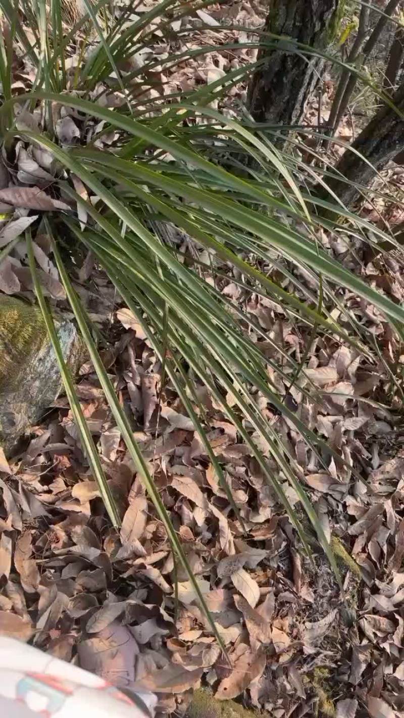 野生蕙兰