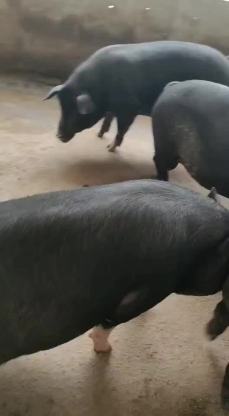 广西土黑肥猪