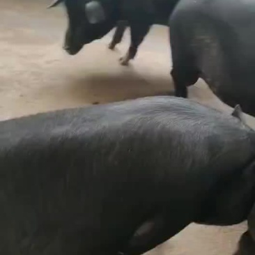 广西土黑肥猪