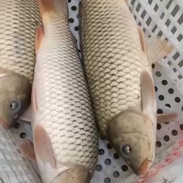 精养饲料黄河鲤鱼
