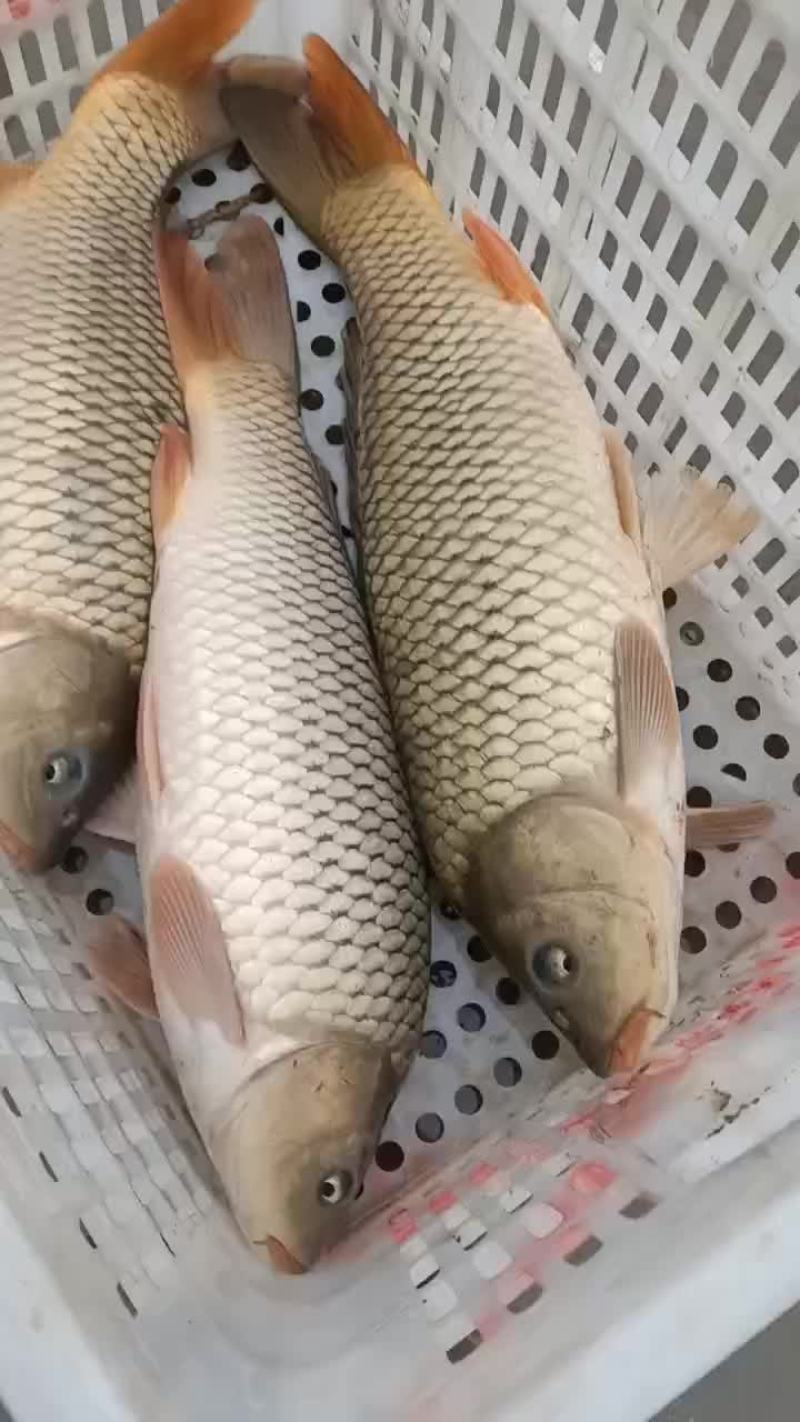 精养饲料黄河鲤鱼