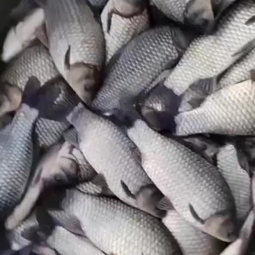 合肥鲫鱼