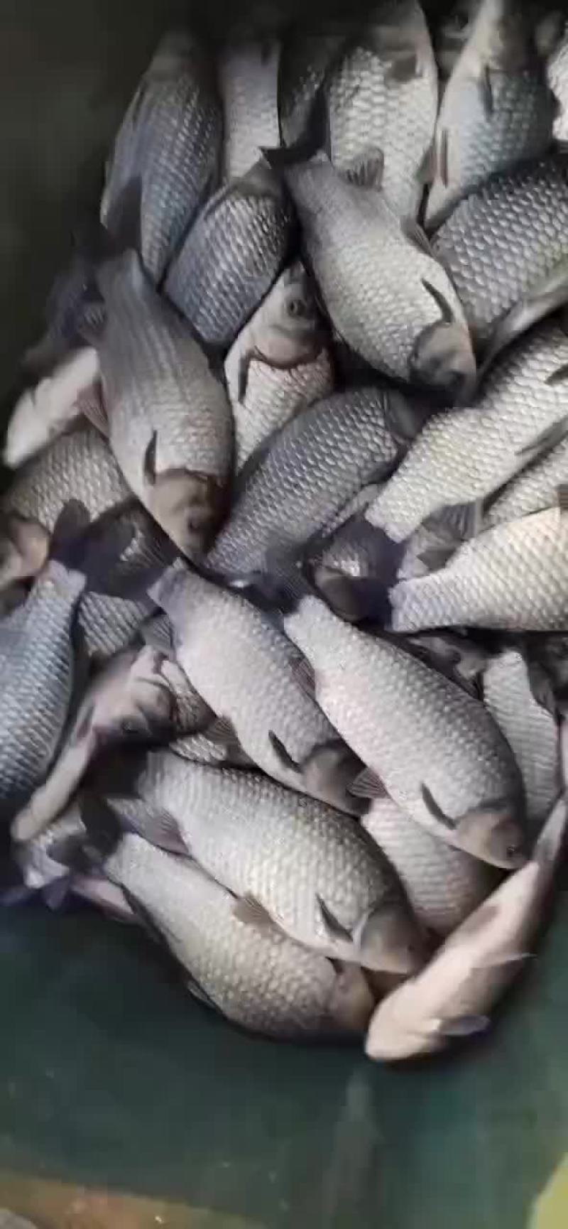 合肥鲫鱼
