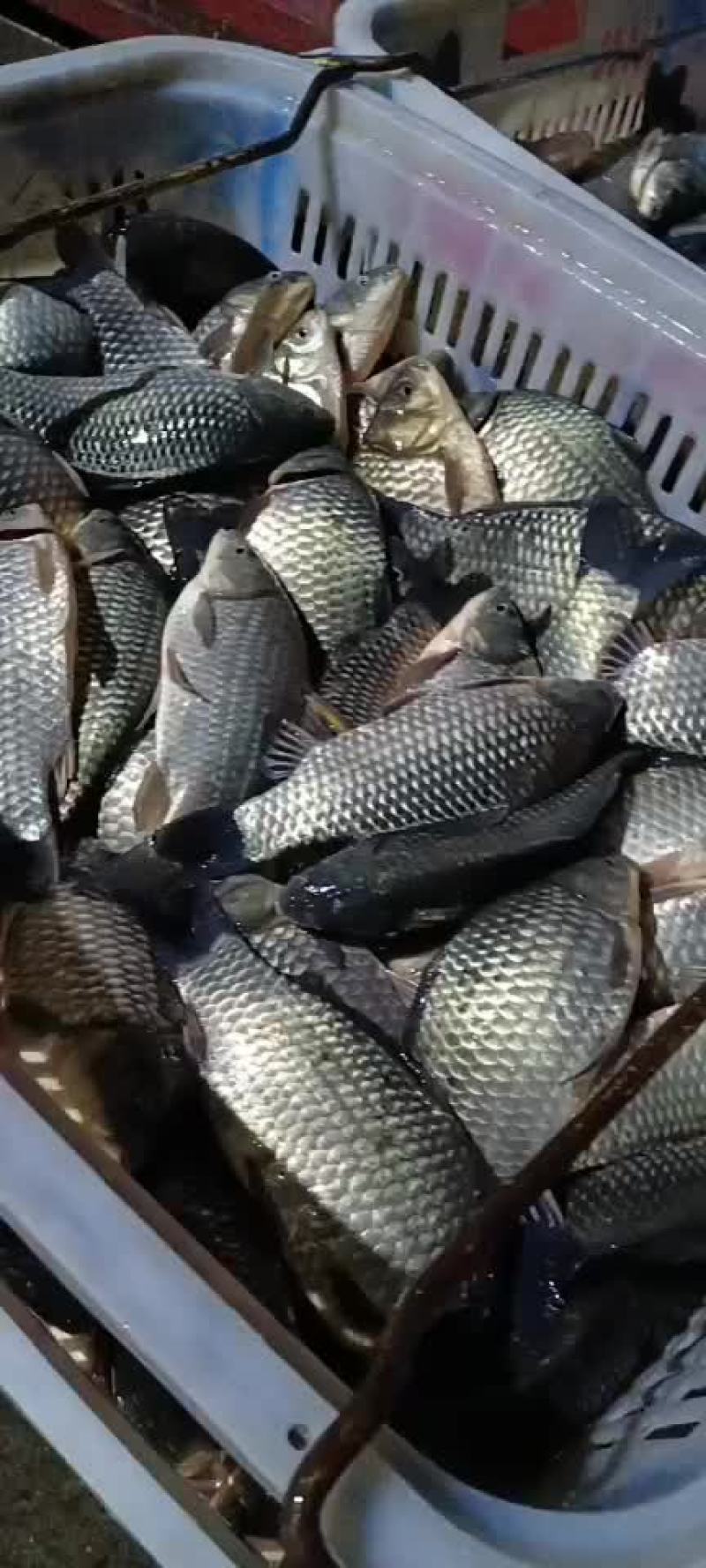 合肥鲫鱼