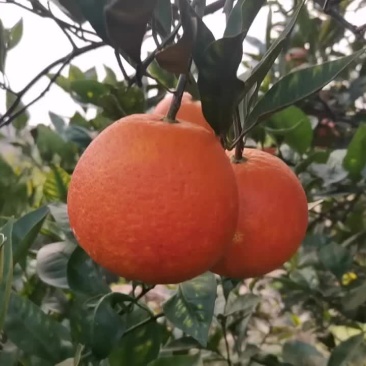 塔罗科血橙