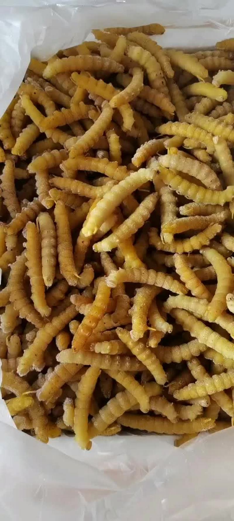批发速冻豆虫豆丹下土豆虫今年新货质量保证