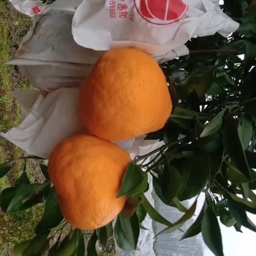 春枧，𤆵𤆵柑