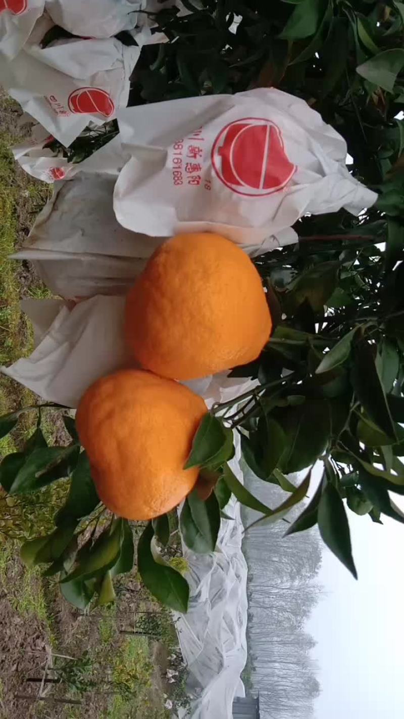 春枧，𤆵𤆵柑