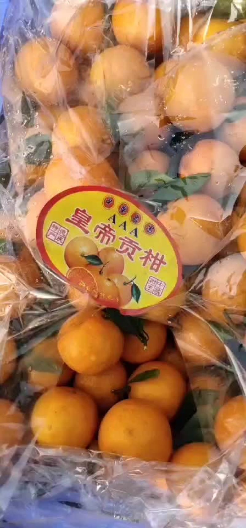 黄帝柑