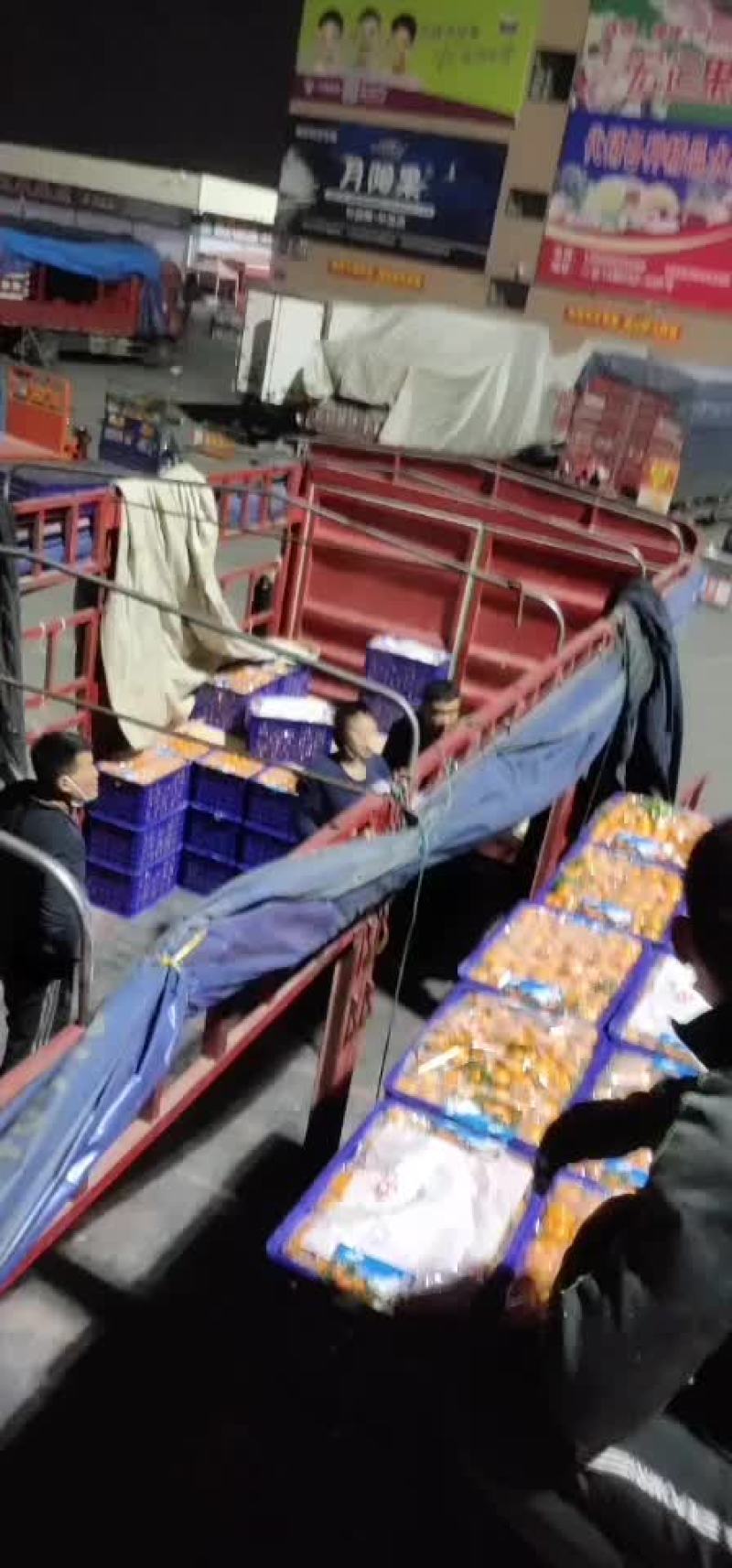 沙糖桔