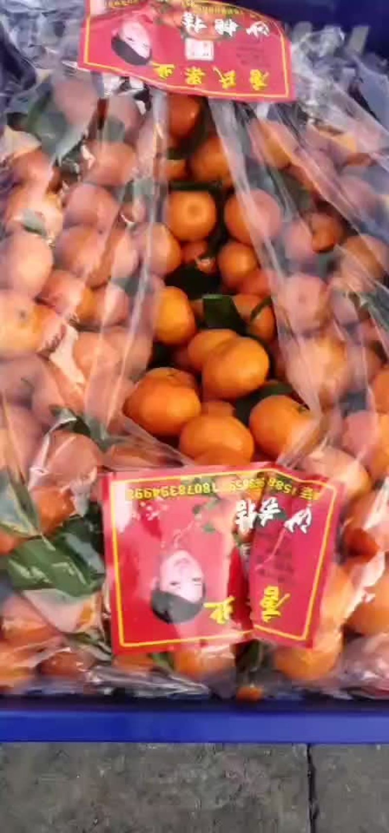 沙糖桔