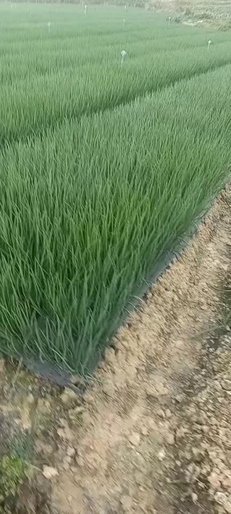 小香葱