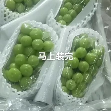 阳光玫瑰