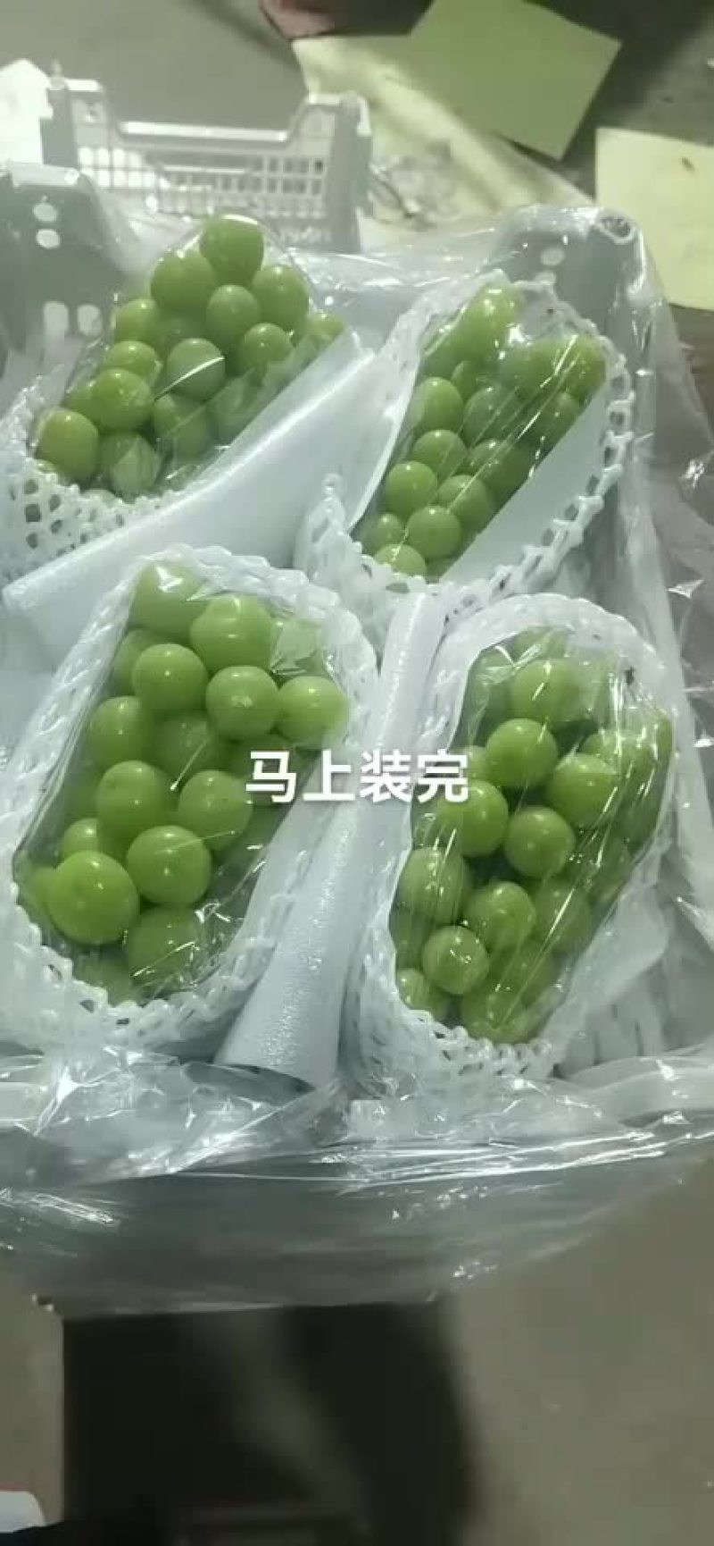 阳光玫瑰