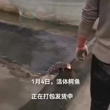 鳄鱼肉。鳄鱼苖