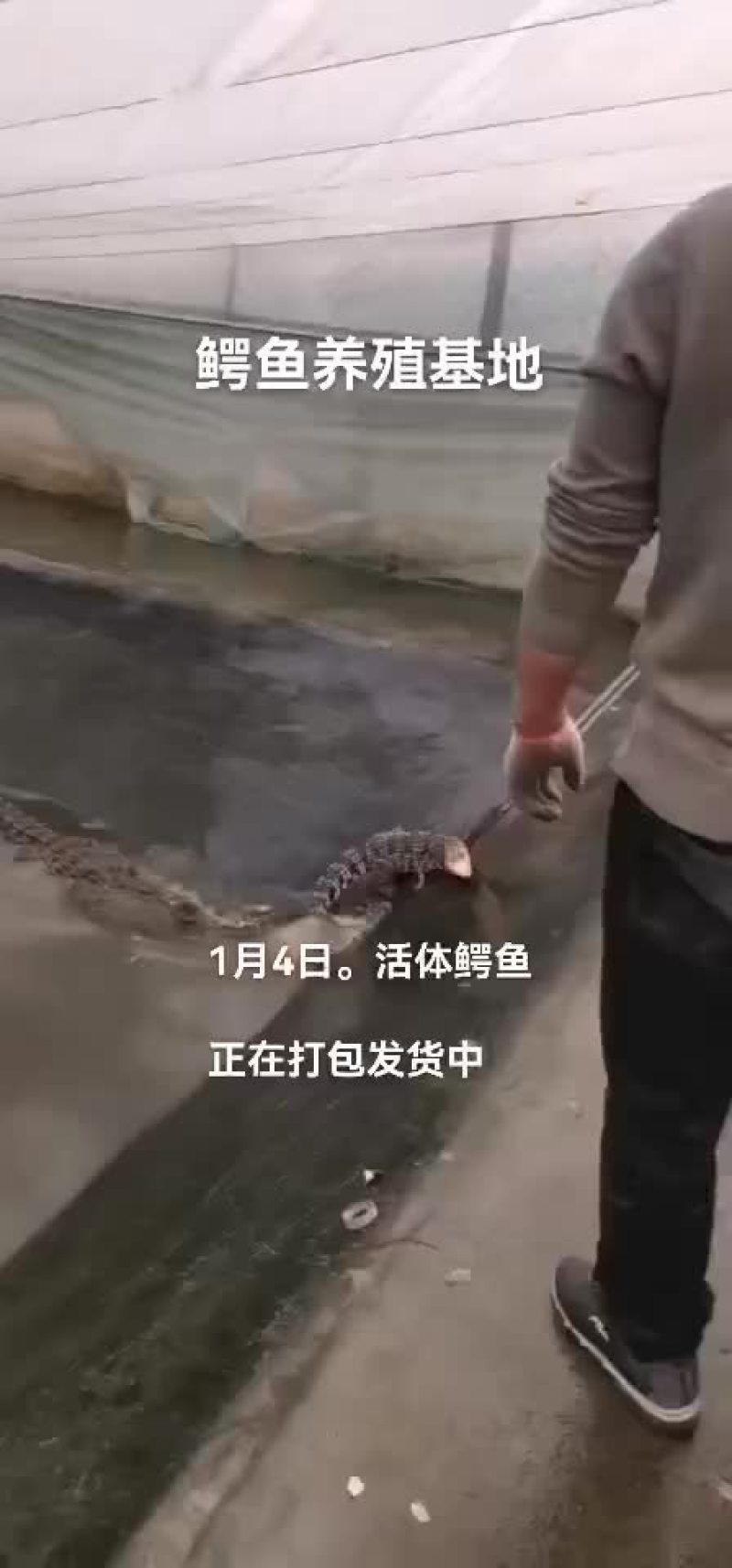 鳄鱼肉。鳄鱼苖