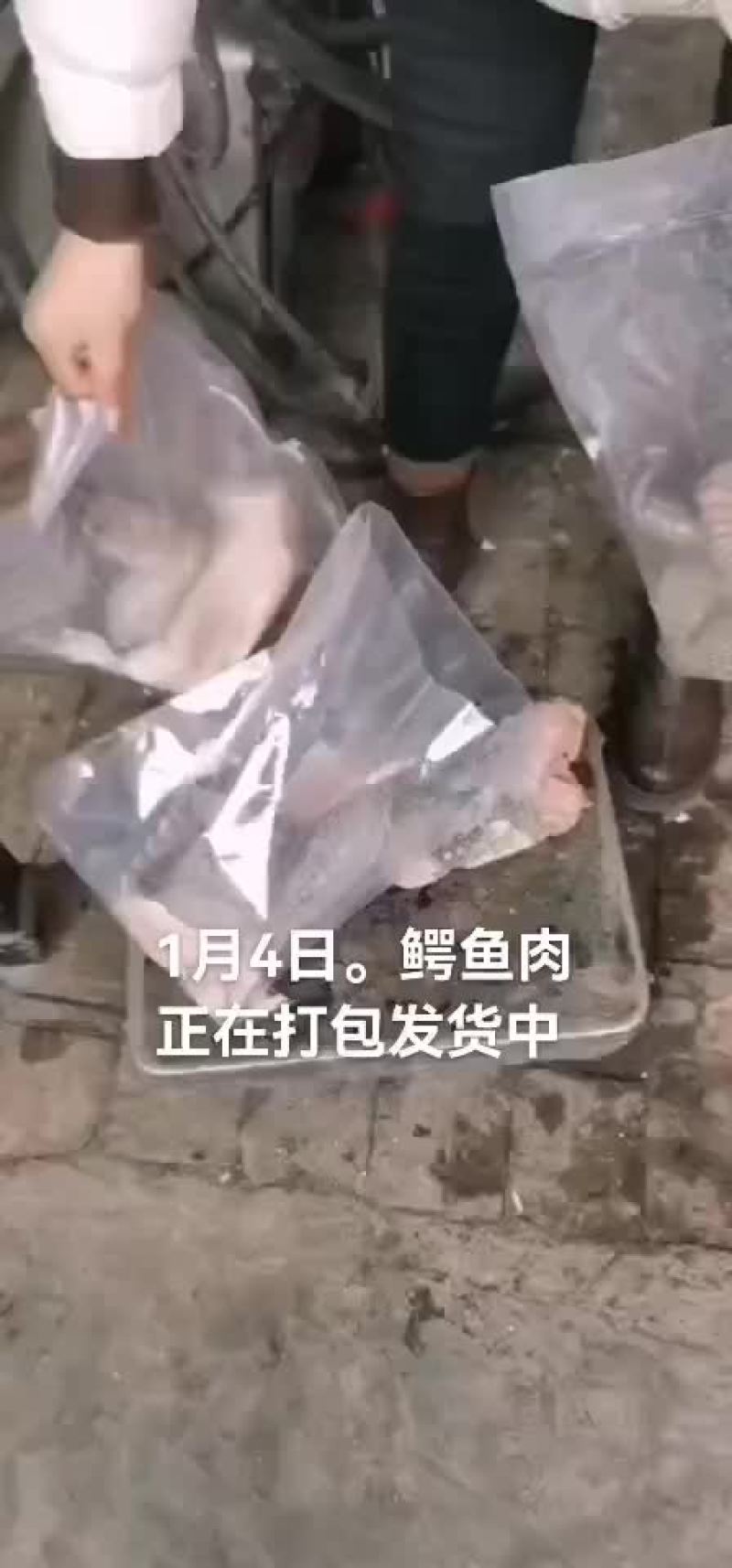 鳄鱼肉。鳄鱼苖