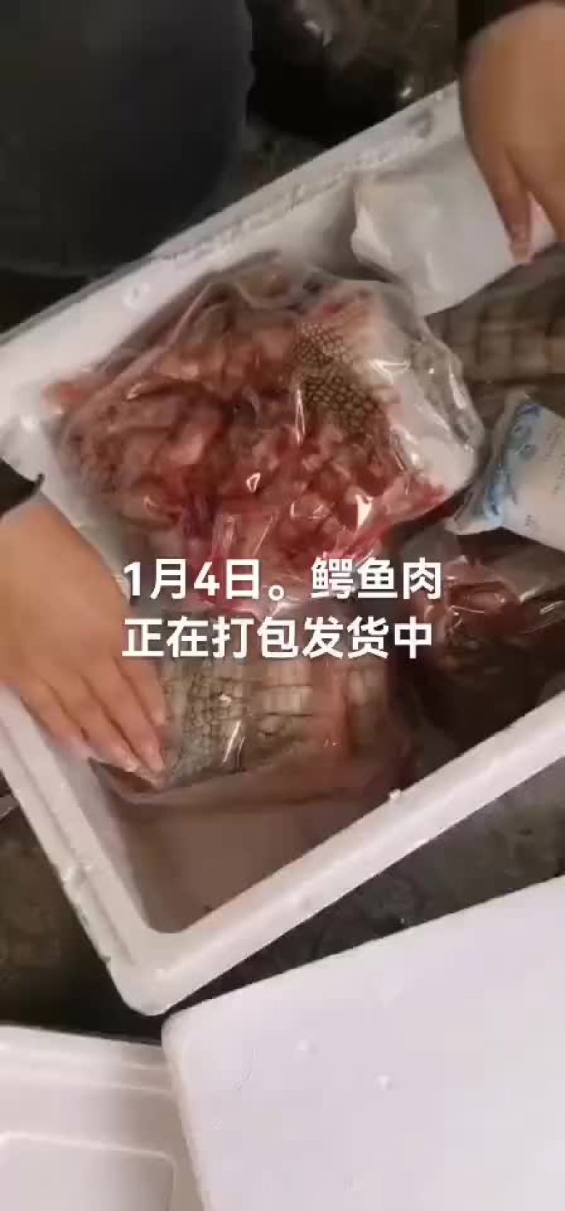 鳄鱼肉。鳄鱼苖